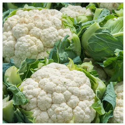 WILLVINE MAH -IV Cauliflower F1 Hybrid Vegetable [1g, 300 Seeds] Seed(300 per packet)