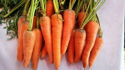 CYBEXIS Suko Imported Carrot Variety4000 Seeds Seed(4000 per packet)