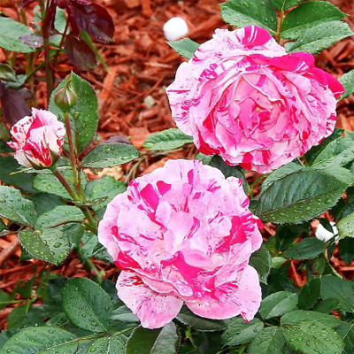 Qualtivate PUAS-1A Hybrid Rose Seeds Seed(25 per packet)