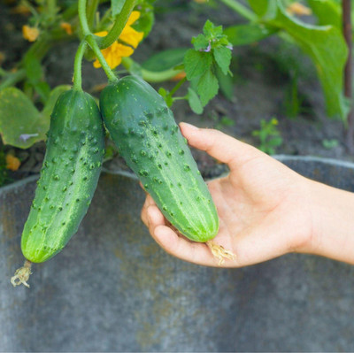 N.G.M. AGROCARE Cucumber F1 Hybrid Seed(20 per packet)