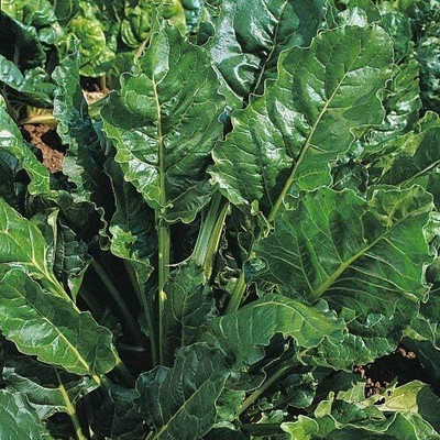 KNESSiN Spinach - Perpetual[400 Seeds] Seed(400 per packet)