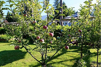 Aywal Apple Seed(11 per packet)
