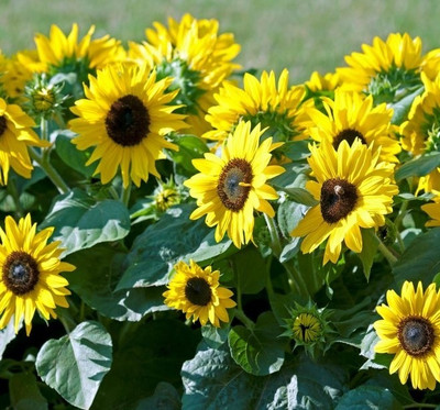 Quentova Sunflower Suntastic Yellow with Black Center Surajmukhi-VOX-4T Seed(100 per packet)