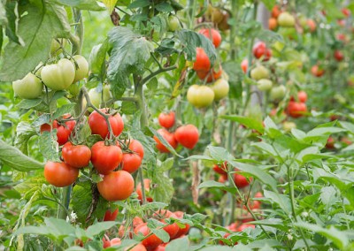 usdeer retail tomato Seed(90 per packet)