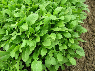 CYBEXIS Salad Rocket - Wasabi - Seeds700 Seeds Seed(700 per packet)