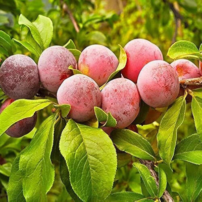 Aywal Allo Bukhara Seed(10 per packet)