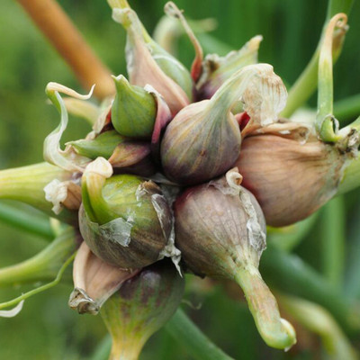 SREE Onion Seeds, Red Onion Seeds, Kanda, Peyaj, Onion Hybird Seed(130 per packet)