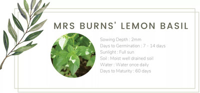 VibeX ® VLR-45 Lemon Basil 'Mrs. Burns' Seed(1000 per packet)