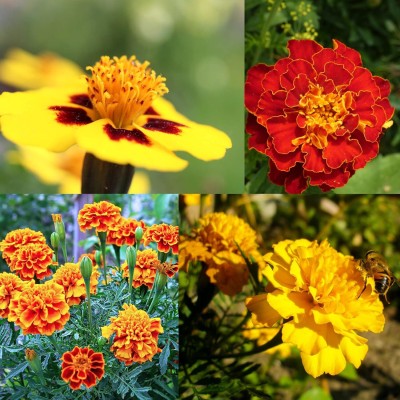 Qualtivate XL-4 Marigold Seeds Mix Seed(500 per packet)