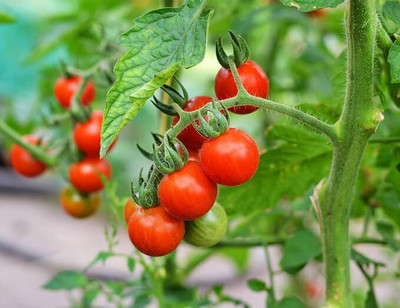 GREENSEA High Yielding Tomato Seeds for Home Gardening Seed(80 per packet)