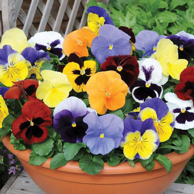 CYBEXIS Good Germination Pansy/butterfly Flower Mixed Colour F1 Hybrid Seeds Seed(50 per packet)