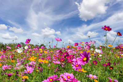 Seedsqlty cosmos flower seeds different colour, high germination (30 seeds) Seed(30 per packet)