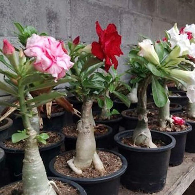 DIVINE ADENIUM Seed(80 per packet)