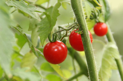 FarmQuartee tomato Seed(100 per packet)