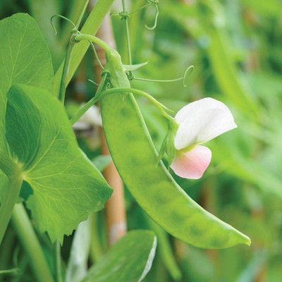 VibeX LX-13 - Dwarf Grey Pea - (900 Seeds) Seed(900 per packet)