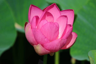 dvk lotus,kamal gatta Seed(11 per packet)