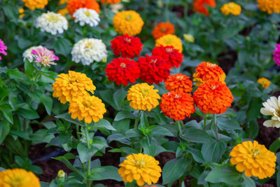 API marigold/gende ka phool flower seeds Seed(75 per packet)