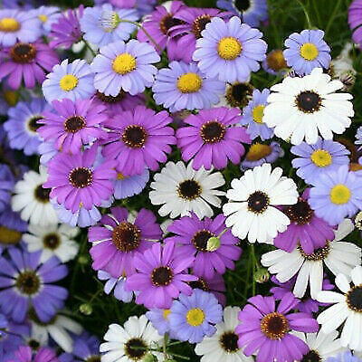 XOLDA Exotic daisy mix Seed(24 per packet)