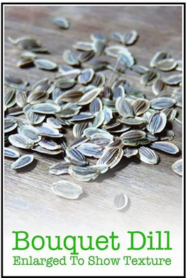 CYBEXIS XL-97 - Mammoth Long Island Dill - (2250 Seeds) Seed(2250 per packet)