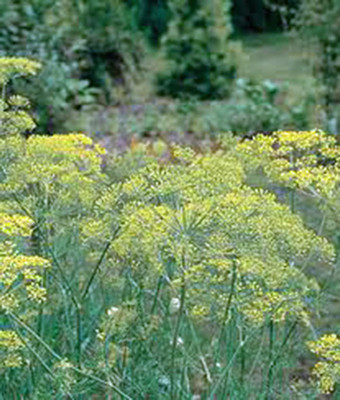WILLVINE TLX-100 Dill Seeds Mammoth Long Island Seed(500 per packet)