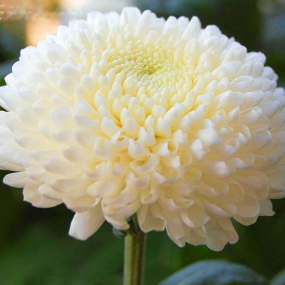 KANAYA Hybrid Seeds Chrysanthemum, Guldaudi Flower Seed(55 per packet)