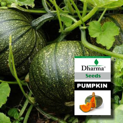 Cloud Farm Pumpkin Seed(40 per packet)