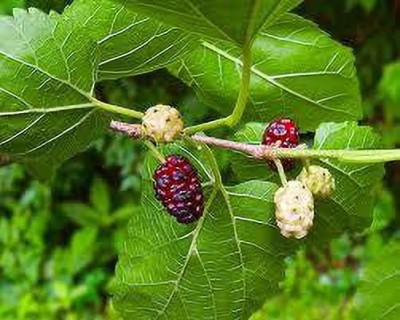 Oliver mulberry(shahatoot) fruit seeds Seed(67 per packet)