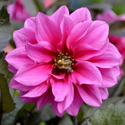 LPR DAHLIA Seed(50 per packet)
