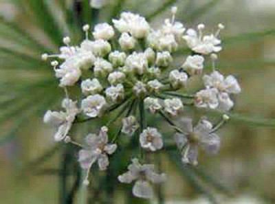 CYBEXIS LXI-22 - White Bishops FlowerWild Carrot - (540 Seeds) Seed(540 per packet)