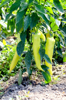 the green dotcom White Chilli, Sweet Pepper Seed(110 per packet)