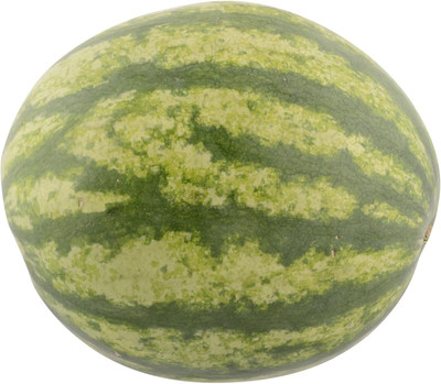 KNESSiN Worlds Best Quality Hybrid Watermelon Seeds Seed(50 per packet)