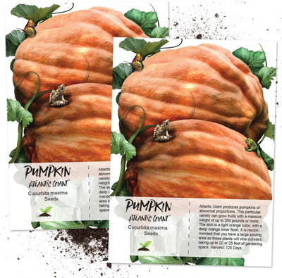 WILLVINE Non-GMO HybridAtlantic Giant Pumpkin (Cucurbita Maxima) -1250 Seeds Seed(1250 per packet)