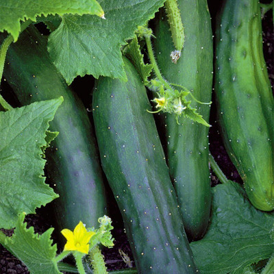Qualtivate HYB-1A Marketmore Cucumber, Green Seed(300 per packet)