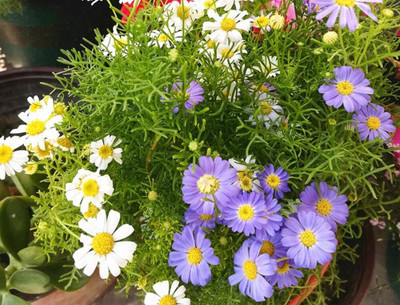Qualtivate XLR-248 Chrysanthemum Seeds Seed(25 per packet)