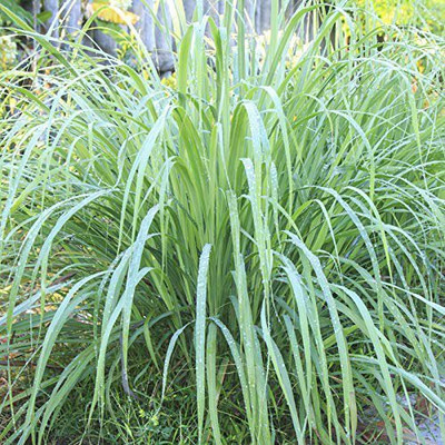 CYBEXIS VXI-2 - Lemon Grass Plant - (2250 Seeds) Seed(2250 per packet)