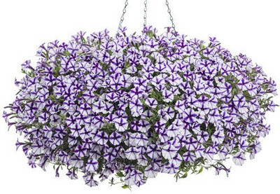 Aywal Verbena Special Mix Seed(70 per packet)