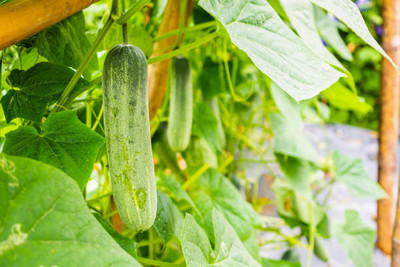 AFARTIOBINA 69 PCS CUCUMBER SEEDS Seed(69 per packet)