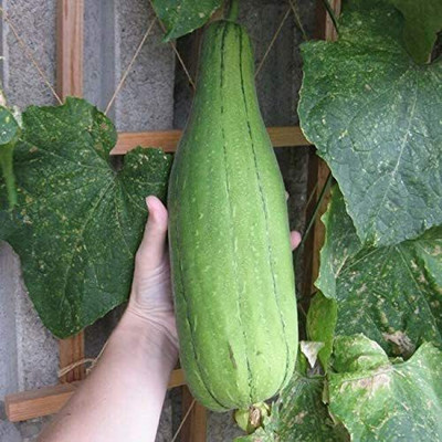 CYBEXIS NBIR-76 - Sponge Gourd Vine - (300 Seeds) Seed(300 per packet)