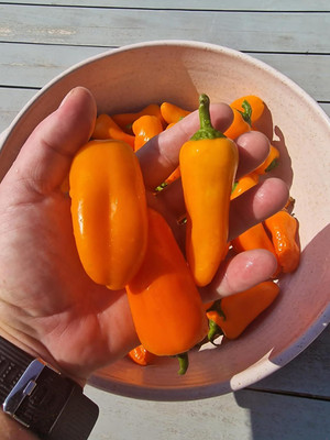 KNESSiN Heirloom Orange Mini Capsicum Vegetable Seeds For Planting-(50 Seeds) Seed(50 per packet)