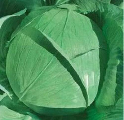 WILLVINE GOI -III Seeds Cabbage Late Green Heirloom [5g] Seed(1500 per packet)