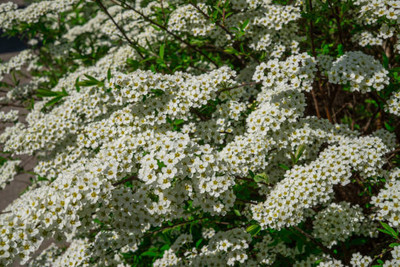 MAA gypsophila flower Seed(50 per packet)