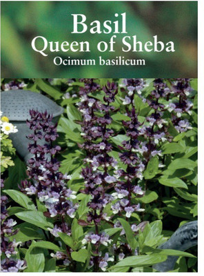WILLVINE VXI-11 Basil 'Queen of Sheba' Seed(2000 per packet)