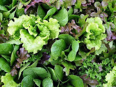 Qualtivate TLX-842 This is a Mix!Microgreens Mix 40 Varieties Seed(200 per packet)