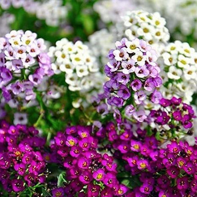 Aywal Alyssum Mixed Hybrid Flower Seed(30 per packet)