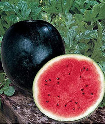 CYBEXIS LX-81 - Watermelon Black Beauty Rare Giant Fruit - (1350 Seeds) Seed(1350 per packet)