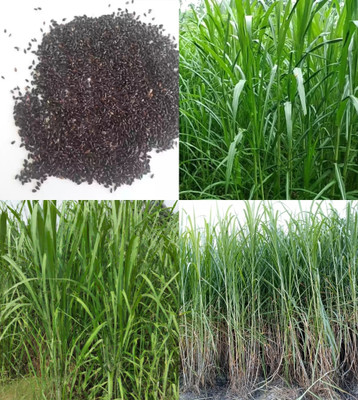 ibains Napier grass seeds beez 517 Seed(517 per packet)