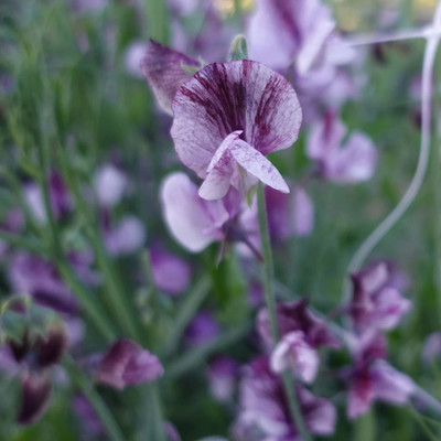 LASMA Sweet Pea Senator Seed(20 per packet)