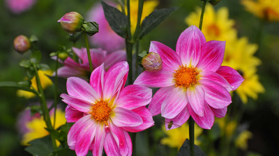 BJUBAS Dahlia flower seeds for plan/Dahlia seeds Pack of 32 Seed(32 per packet)