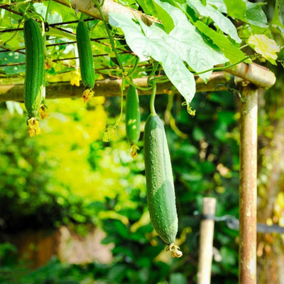 CYBEXIS Loofah Seeds Non-GMO Heirloom High Quality Sponge Gourd200 Seeds Seed(200 per packet)