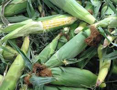 CYBEXIS VVI-4 - Corn BI-Color Butter N Sugar - (750 Seeds) Seed(750 per packet)